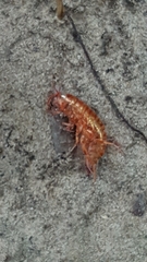 Talitroides topitotum