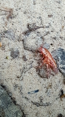 Talitroides topitotum