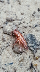 Talitroides topitotum