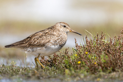 Pectoral Sandpiper photo 4