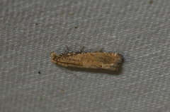 Pelochrista caecimaculana