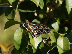 Dione vanillae maculosa