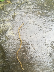 Diversibipalium multilineatum