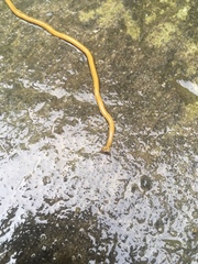 Diversibipalium multilineatum