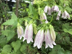 Campanula punctata