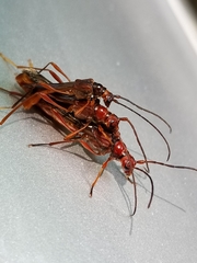 Necydalis laevicollis