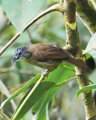 Brown Tit-Babbler photo 2