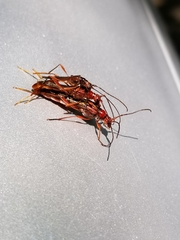 Necydalis laevicollis