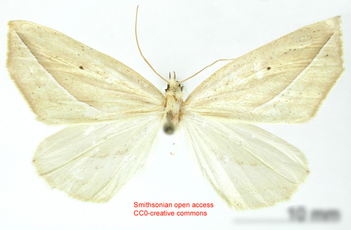 Apiciopsis albilinea