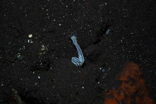 Synaptula lamperti observed 2024-10-25