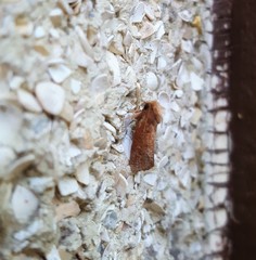 Acrolophus plumifrontella