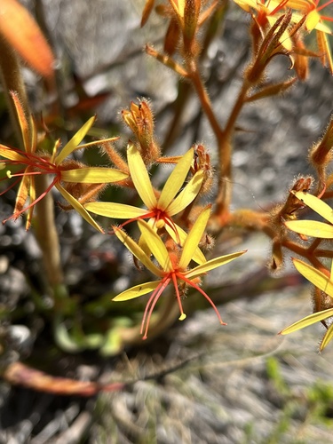 Image of Dilatris viscosa by (c) Dave U, some rights reserved (CC BY-SA)