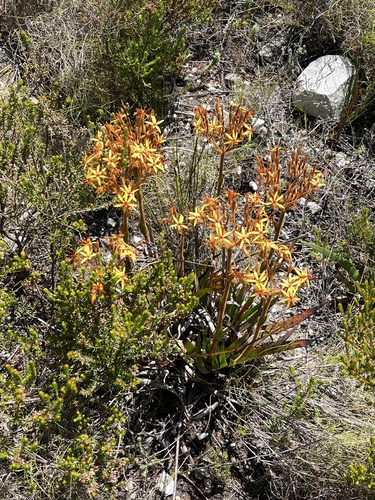 Image of Dilatris viscosa by (c) Dave U, some rights reserved (CC BY-SA)