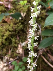 Platanthera ephemerantha