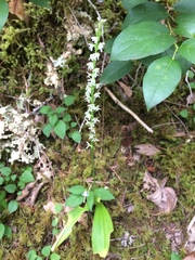 Platanthera ephemerantha