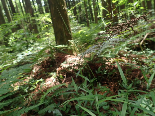 Brachyelytrum japonicum iNat (1)