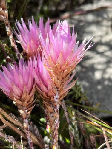 Image of Edmondia pinifolia by (c) Dave U, some rights reserved (CC BY-SA)