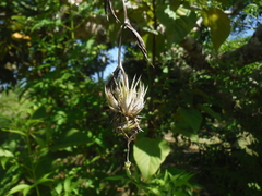 Tillandsia flexuosa