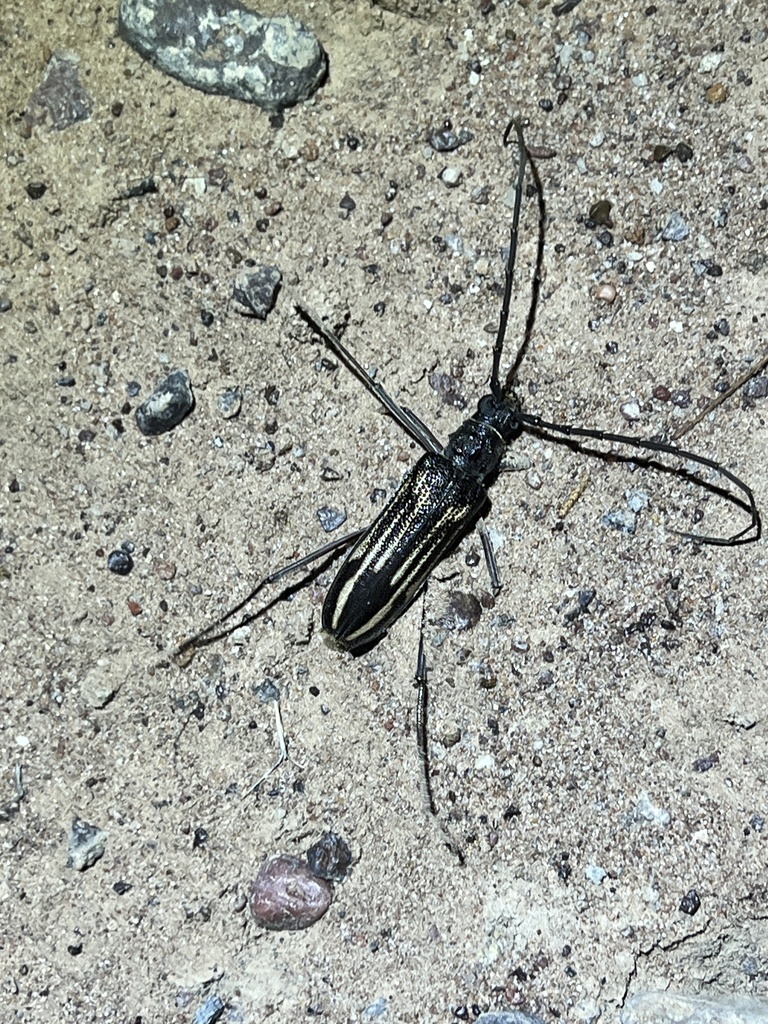 Phoracantha grallaria