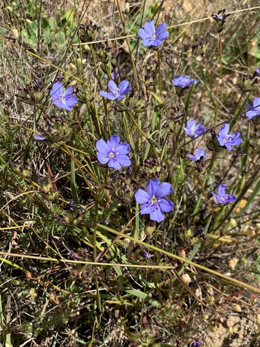 Image of Aristea africana by (c) Dave Richardson, some rights reserved (CC BY)