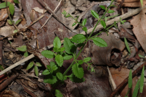 Image of Gonocarpus teucrioides by (c) Greg Tasney, some rights reserved (CC BY-SA)