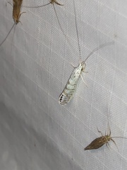 Nectopsyche exquisita