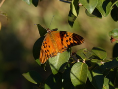 Dione vanillae maculosa