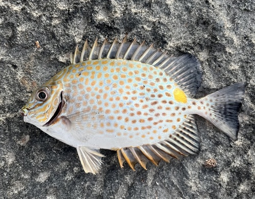 Deepbody spinefoot (Siganus guttatus) — Siganidae