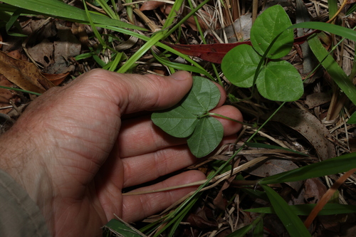 Image of Vigna parkeri by (c) Greg Tasney, some rights reserved (CC BY-SA)