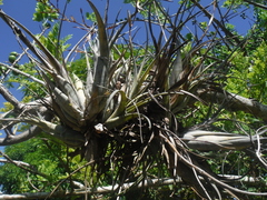 Tillandsia flexuosa