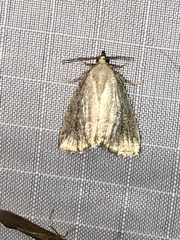 Protodeltote albidula