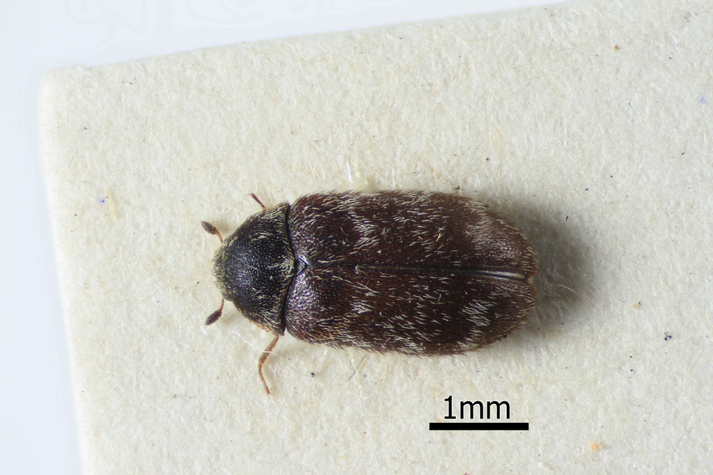 Globicornis variegata
