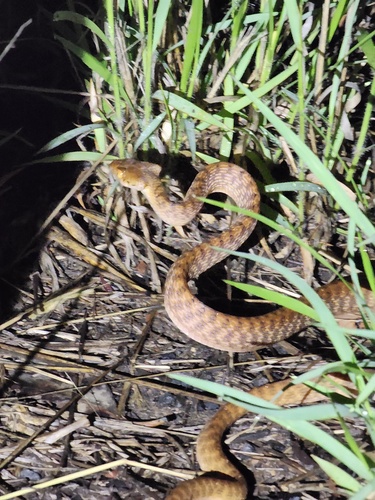 Brown Tree Snake sighting
