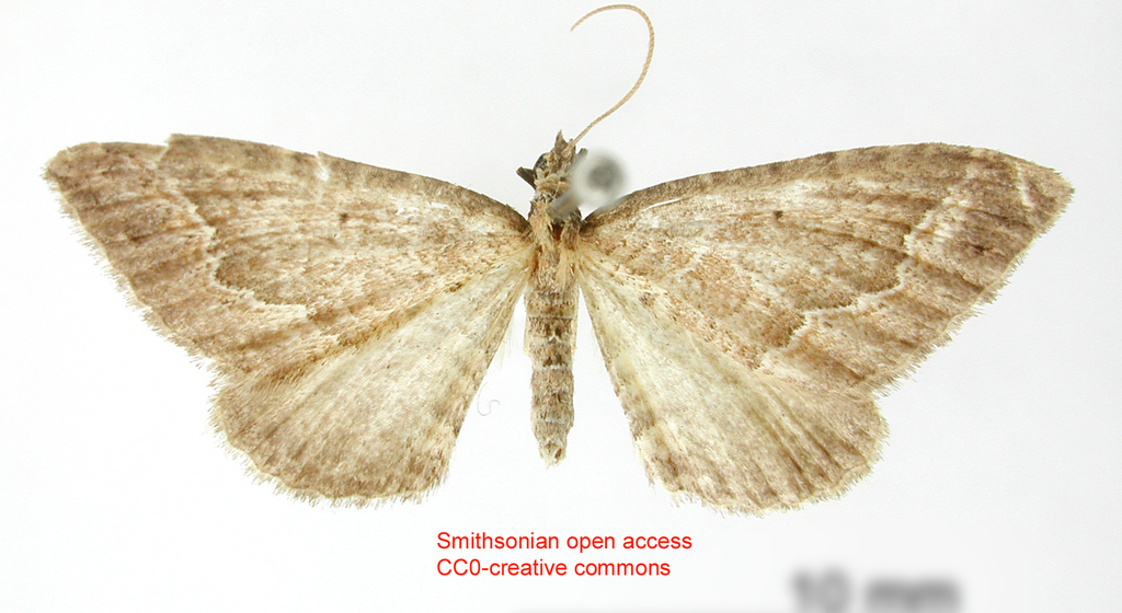 Scotopteryx dentilinea