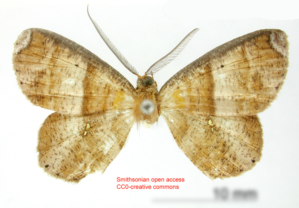 Thysanopyga bipunctifera