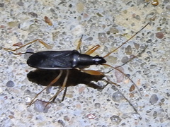Cnemodus mavortius