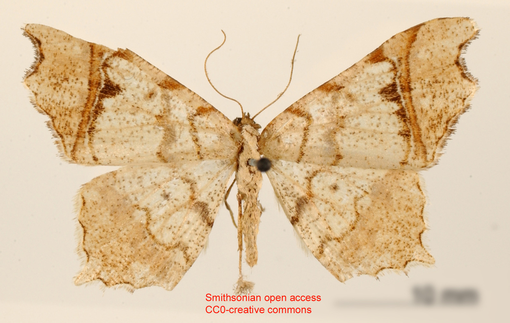 Semiothisa punctiseriata