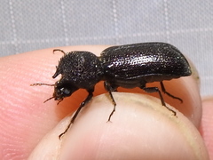 Apatides fortis