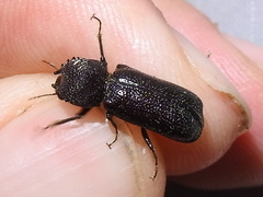 Apatides fortis