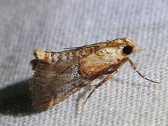 Cacozelia basiochrealis