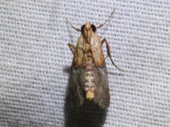 Cacozelia basiochrealis