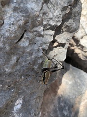 Eupholidoptera megastyla