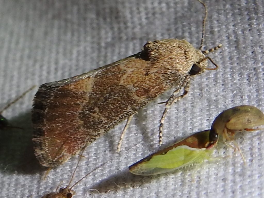 Telesilla navia