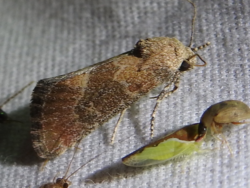 Telesilla navia