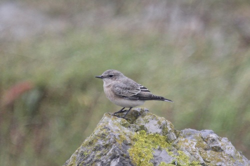Eastern Black-eared Wheatear, Fluke Hall Lane, Preston, England, GB, photo 9 of 10