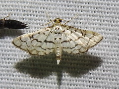 Hileithia aplicalis