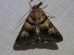 Drasteria pallescens