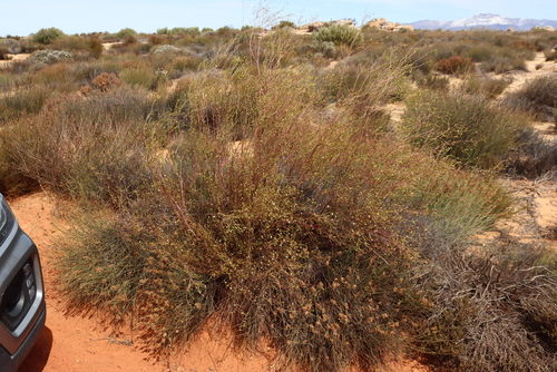 Image of Lachnaea gracilis by (c) Tony Rebelo, some rights reserved (CC BY-SA)