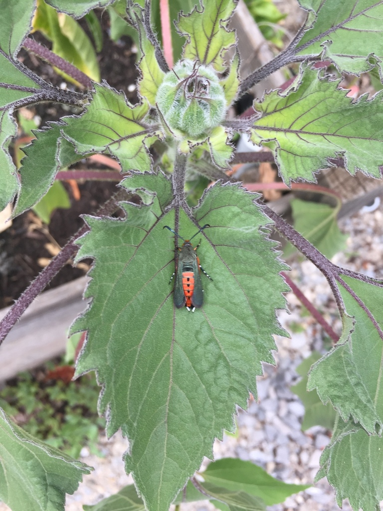 Squash Vine Borer From 119 Main St S Georgetown ON CA On July 12   Large 