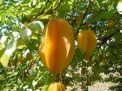 Averrhoa carambola